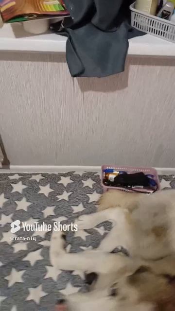 #вандалы #cat #грязь #собака #дом #животные #пёс #кот #кошка #animals #уборка #clinic