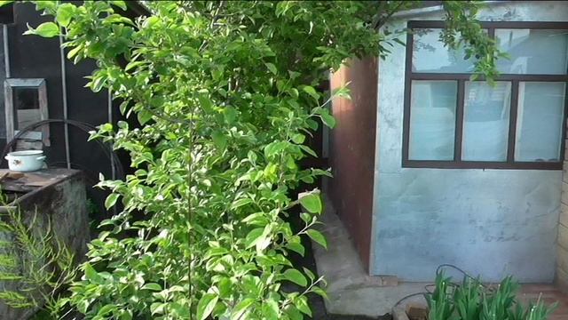 Середина июня на участке