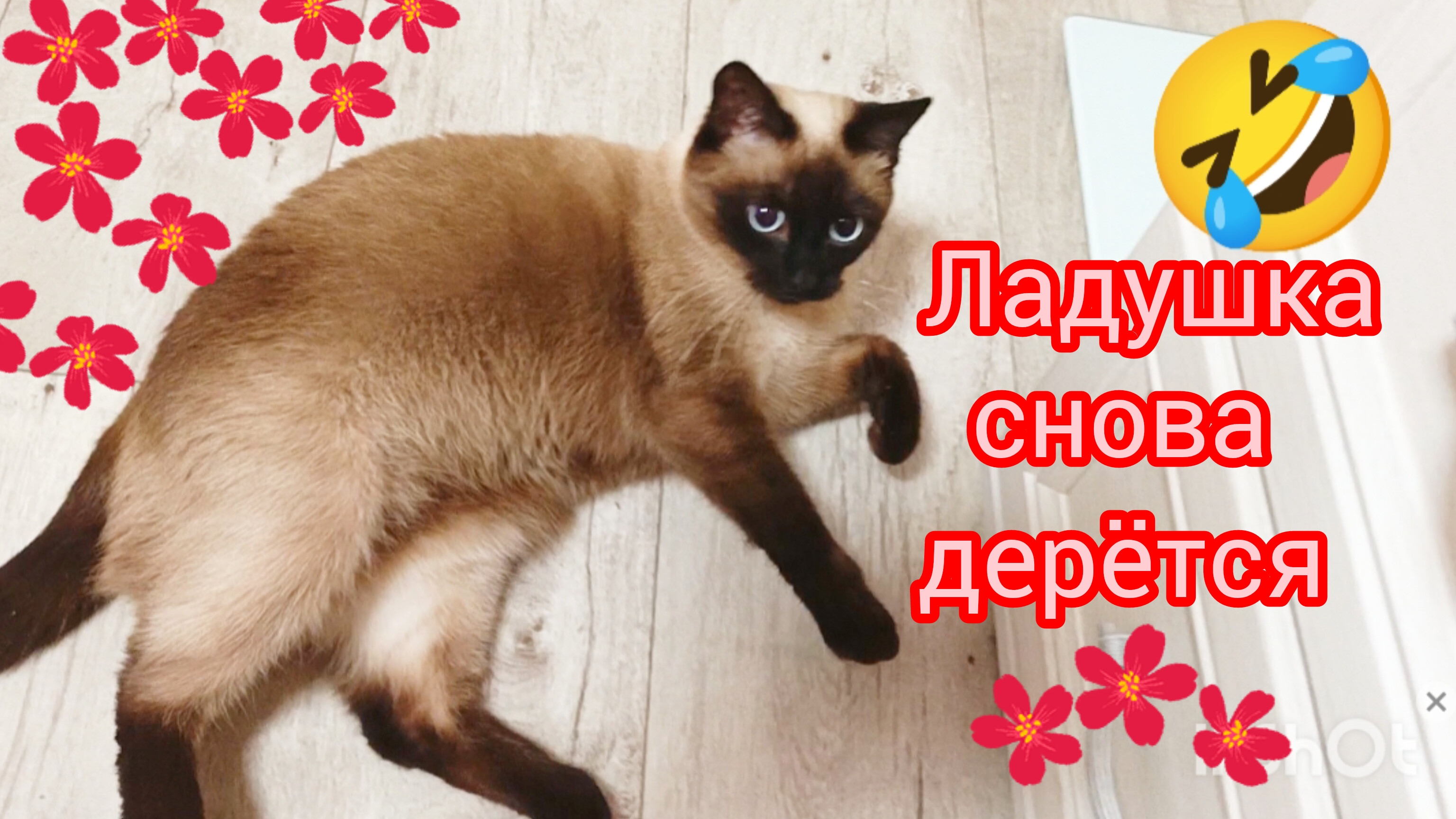Кошка🐱Ладушка😂дерётся #смешныекоты #прикольные котики #кошка Ладушка