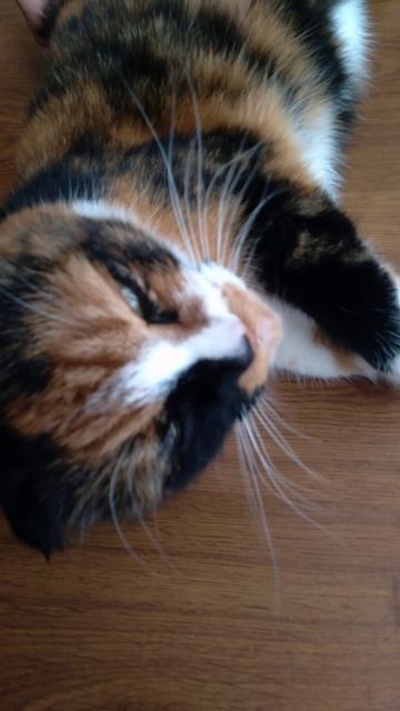 The same cat