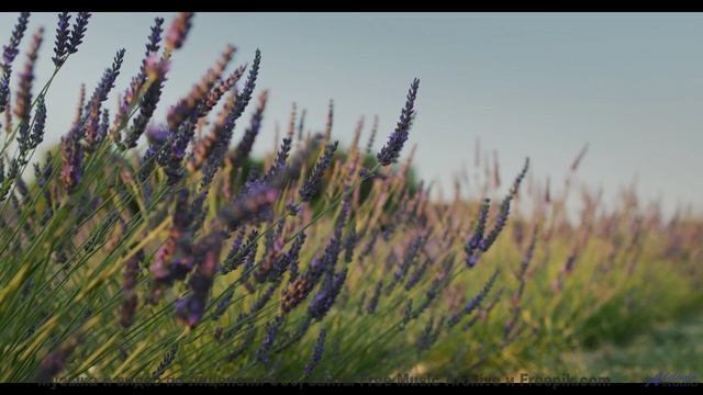 Лес поёт - вы слышите - Steady Ships -- Ketsa -- The Lost Files