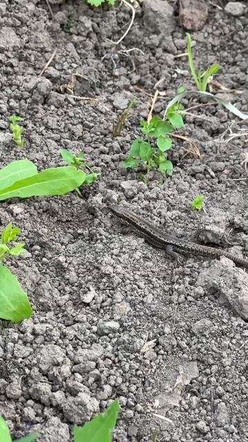 Мы дали ему имя#Антон #ящерица #домашниеживотные #деревенскаяжизнь #деревня #красотка #красота #love