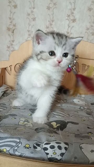 котик ns 03 22