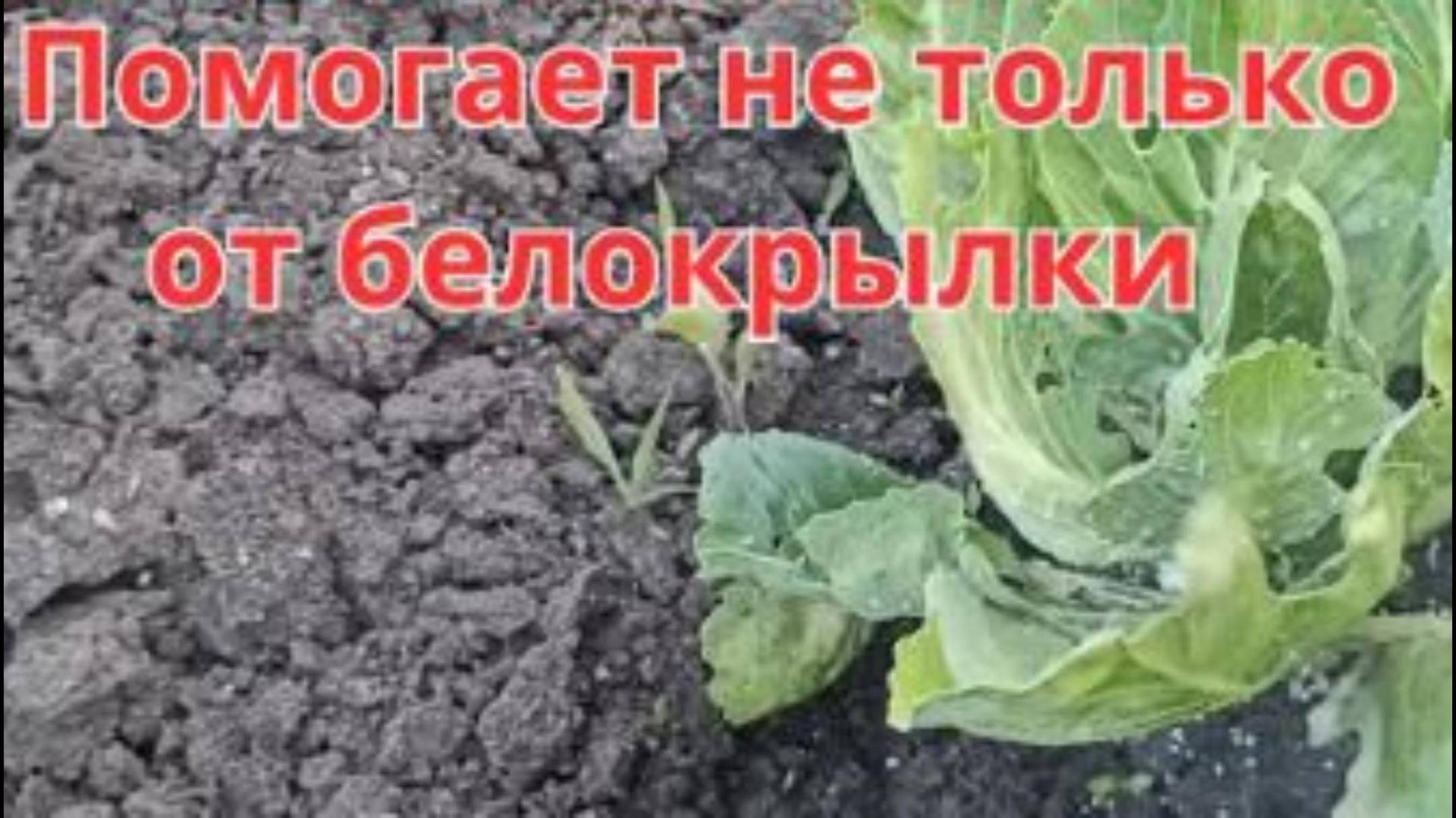 Простой способ защиты от белокрылки. Изгоняем белокрылку и тлю со своего огорода.