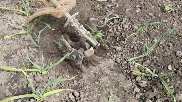 прополка междурядий чеснока культиватор ной насадкой
