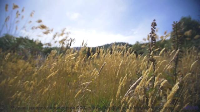 Кадры проваливаются прямо в сердце вместе с мелодией - Blur And Coalesce -- Podington Bear -- The Hu