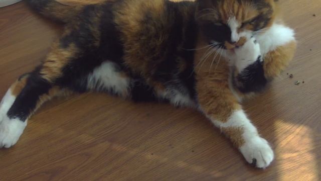 cleaning dirty paws #sorts