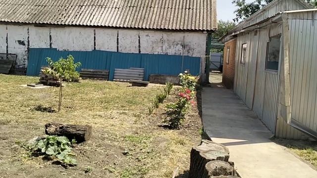#37Навела чистоту в цветниках/Овощи на Кубани можно вырастить/Спеют томаты/Заготовила горох на зиму