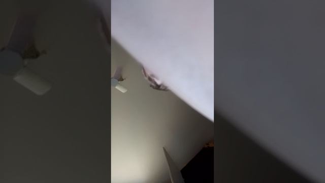 милый котик. 4 серия. 3 сезона(1 часть )