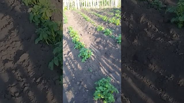 VID_20250613_193736.mp4