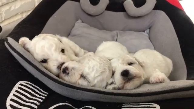Бишин фризе щенки.#chihuahua #dog #cобаки #cane #dogvideo #치와와 #チワワ #犬 #狗