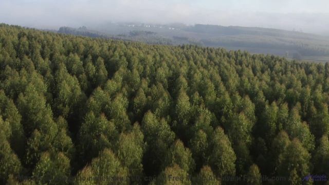 Песня, которая начинается с 'поехали' и не заканчивается никогда - Aniseed Grove -- One Man Book --