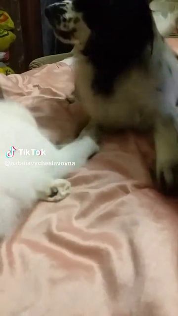 Как кошка с собакой... Это про них...)))