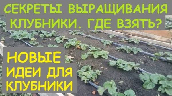 СЕКРЕТЫ ВЫРАЩИВАНИЯ КЛУБНИКИ ГДЕ ВЗЯТЬ Подглядываем новые идеи для клубники Клубничный