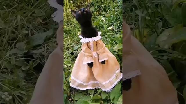 Наш TG https://t.me/liveofcats