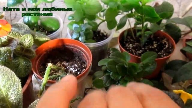 Два новых фикуса // Эписця -солнышко и другие
