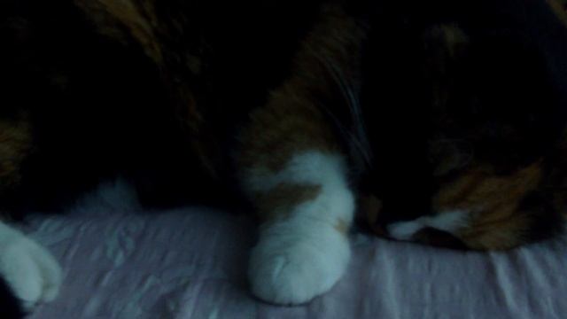 sleeping cat #sorts