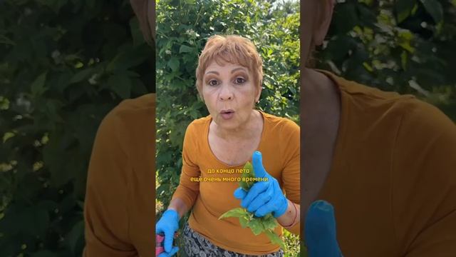 ИЗБАВЛЯЕМСЯ ОТ ТЛИ КАРДИНАЛЬНО!