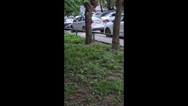 Подкармливаем уличных котеек