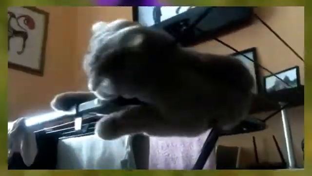 Кошка и сушилка