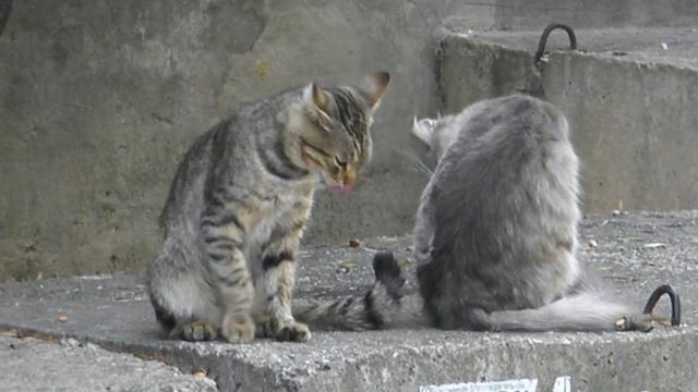 Коты наводят чистоту. Видео С.Т. Комарова