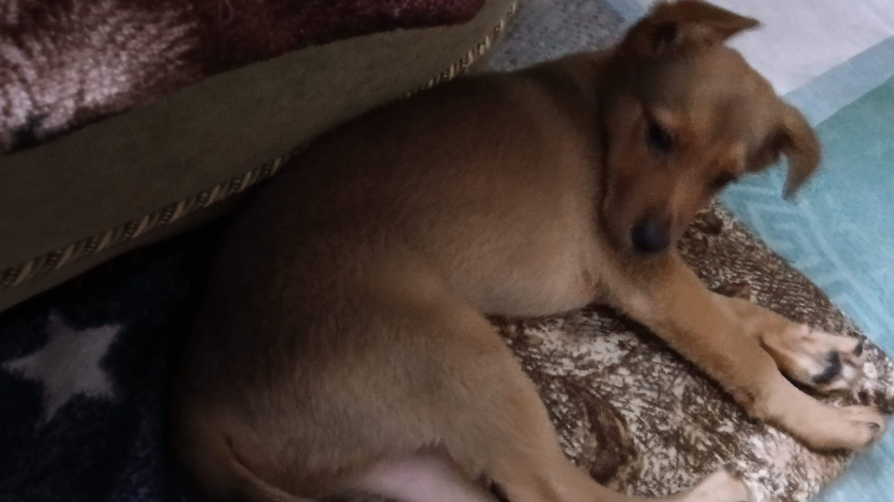 МАРИС ТЫГЫДЫКАЕТ .. РАСТЁМ 🐶
