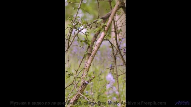 Пейзажи говорят с душой через эти ноты - FunkBox -- Ketsa -- Through to Fall