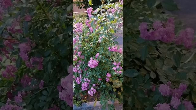 1000017952.mp4