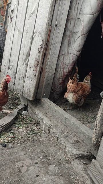 Птичьи страсти: любовь, дружба и кукареку🐓+🐔=🐣 #петухи #курица #петушок #деревня #курятник #птица