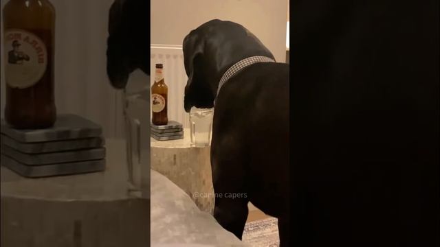 Собакены любят пить водичку