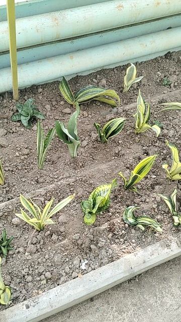 VID_20250609_170508.mp4