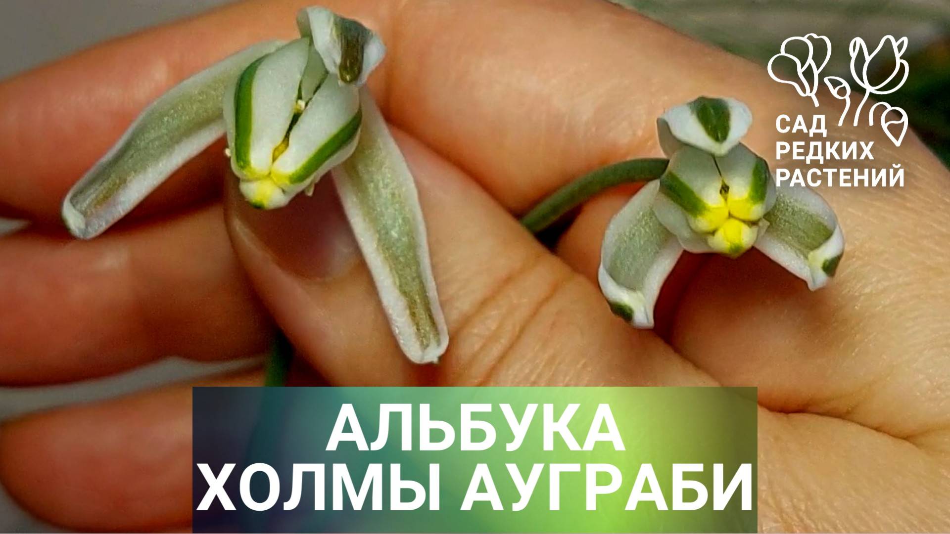 Альбука Холмы Ауграби от мая до мая – год выращивания. Уход и содержание альбуки