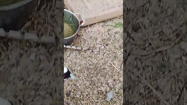 ВИДЕО ОТ ЗНАКОМОГО