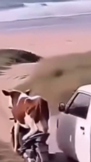 scene_output.mp4