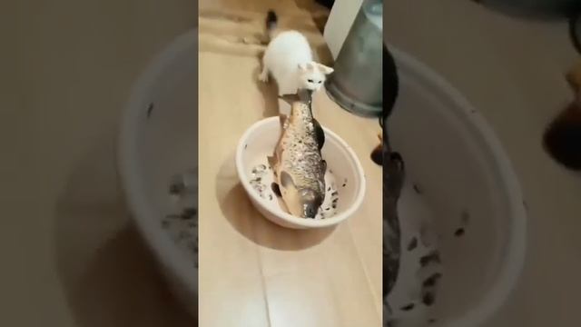 Хвостатые, которым нужно все попробовать...)