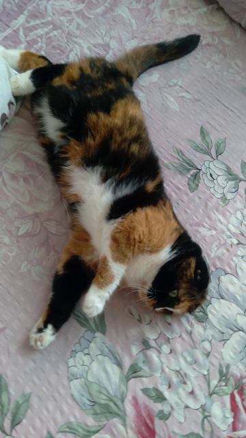 the cat likes it #shorts