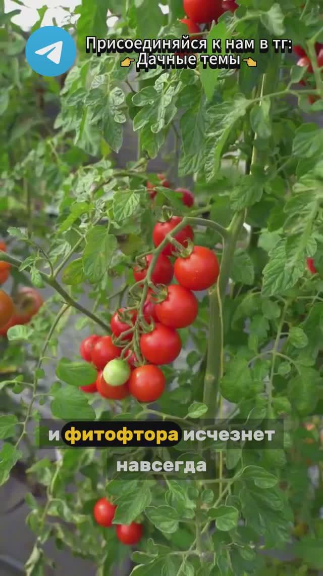 Лучшее средство против фитофторы!
Тг: Дачные темы
