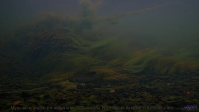 Музыка запускает путешествие глубже любого маршрута - Entonces -- A. A. Aalto -- The West