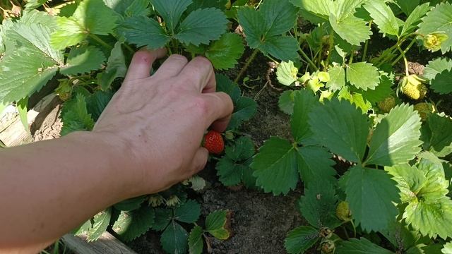 Ремонтантная клубника Шарлотта и Сельва