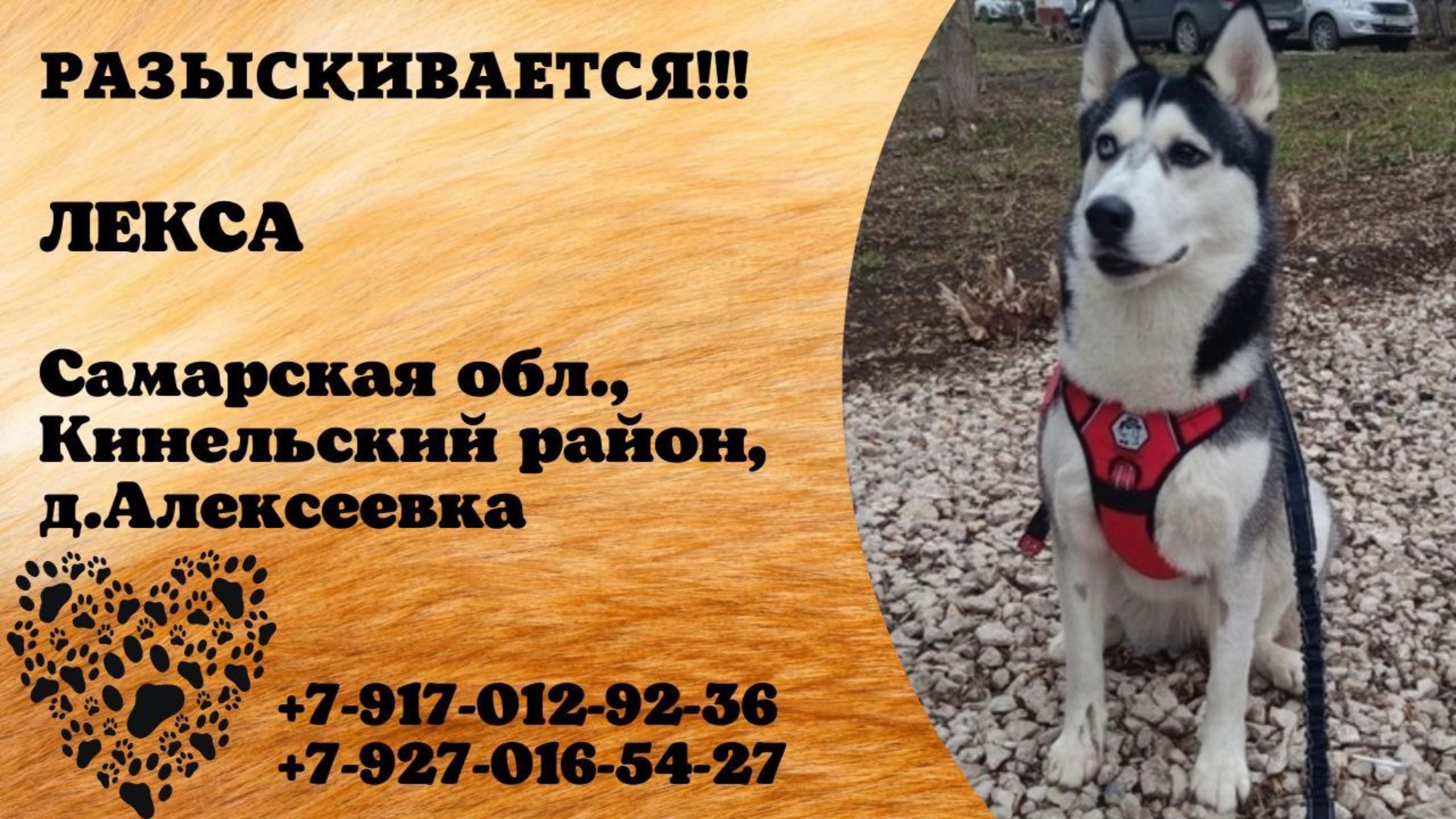 Пропала собака! ЛЕКСА. Самарская обл., Кинельский р-н, д.Алексеевка.