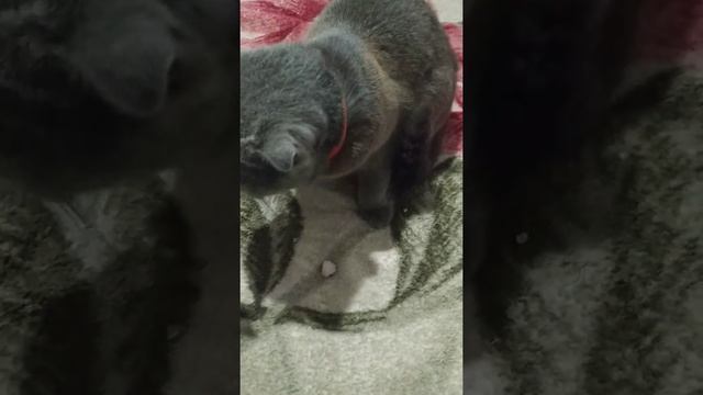 ШОК!!! КОШКА ЕСТ РЕДИСКУ!!!