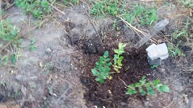 УКРАИНА 🇺🇦 19.07.2024. РОЗА РЕД ИНТУИШН...3 КУСТА ? МНОГО ЯБ