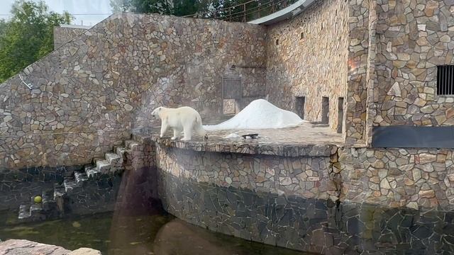 Белый медведь в зоопарке. Часть 1 про животных