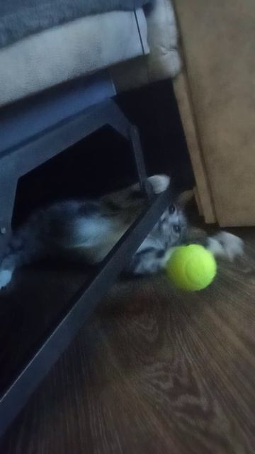 Передержка в Самаре Лис играет  #cat #веселыекоты