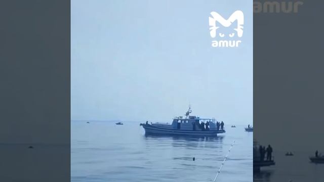 Акула во Владивостоке