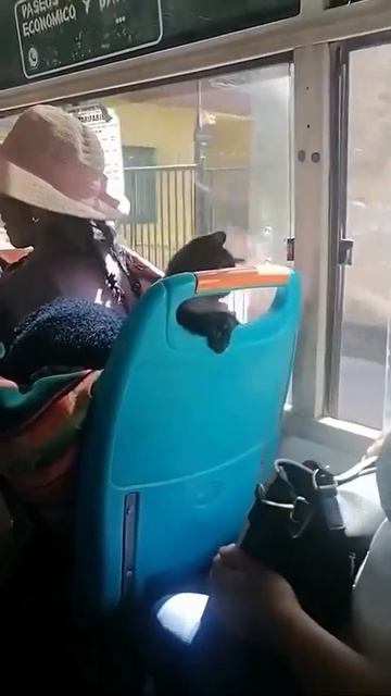 Котик хулиганит в транспорте 🐈😉😘🥰