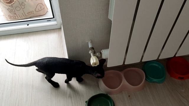 У нас беда с котиком, сделали операцию. Очень короткое видео!