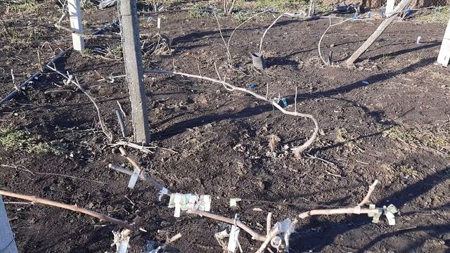 Когда начинаем обработку винограда по голой лозе, и са