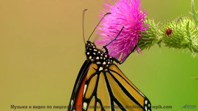 Кадры природы, которые снимут стресс за 3 минуты! - Melow (XXIX) -- opo -- Estudios Indigeniformes