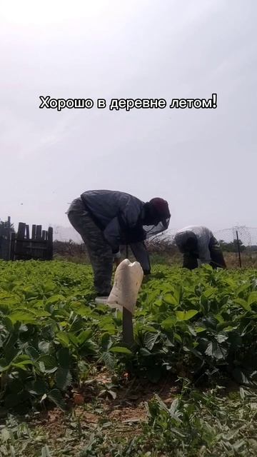 лето |мошки | Волгоград